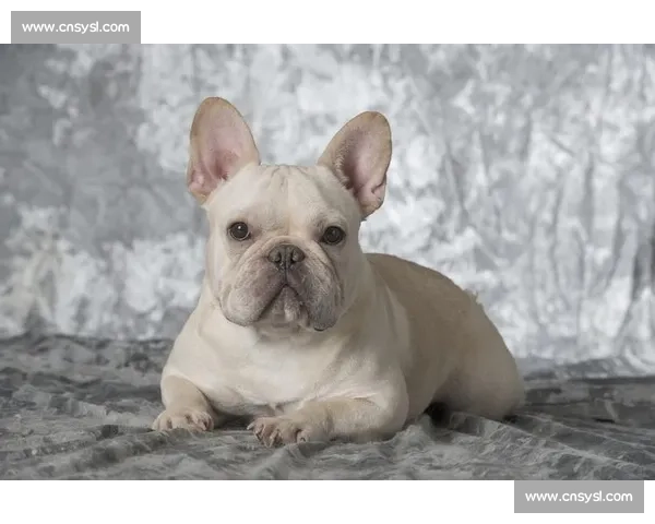 赛法斗：踢击独尊的优雅格斗艺术