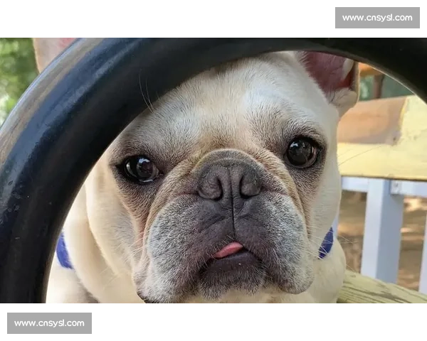 赛法斗：踢击独尊的优雅格斗艺术